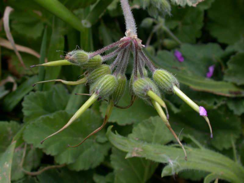 Erodium maritimum? - no, Erodium malacoides